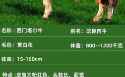 经济效益好的肉牛品种有哪些？