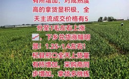 2025年新鲜大蒜价格