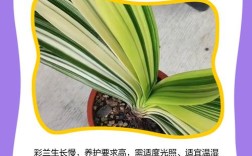 君子兰五大品种具体是哪些？