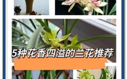 选兰花品种，看啥啥啥？