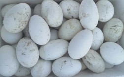 山东适合养哪些蛋鹅品种？