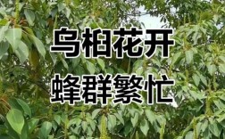 乌桕花期蜂群管理技术