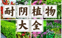 耐荫绿篱有哪些品种适合种植？