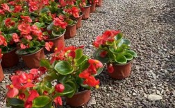 四季海棠哪个品种不怕晒