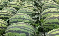 农村西瓜品种有哪些？