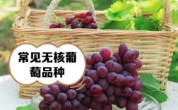 无籽葡萄是什么品种？