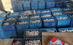 辽宁鸡蛋产地批发价格多少钱一斤？