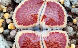 哪些生石花品种值得入手？