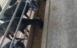 黑山羊适合吃哪些牧草品种？