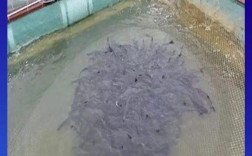 水蛭网箱养殖技术 视频