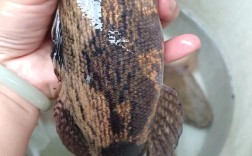 萧劲松的笋壳鱼养殖技术要点有哪些？