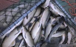 草鱼养殖技术有哪些关键要点？