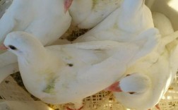 市场上的肉鸽都是啥品种？