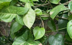 绿萝下垂是品种问题吗？