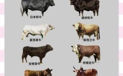 肉牛品种选啥好？