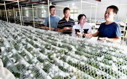 东北桑蚕养殖技术照片有哪些要点？