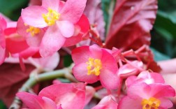 阳台红叶海棠是什么品种？