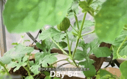 西瓜嫁接栽培技术视频，如何高效掌握关键步骤？