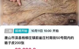 2025貉子皮出口价格将如何变动？