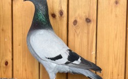 2025年鸽子价格最新行情如何？