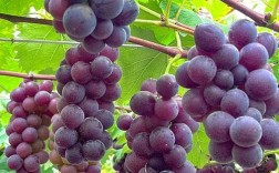 12月成熟葡萄品种有哪些？