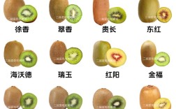 哪种猕猴桃品种最具市场前景？