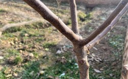 大杏树的修剪技术冬季