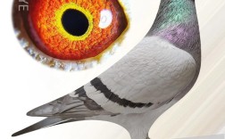 2025年肉鸽品种如何选？最优品种是哪个？