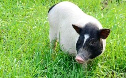 吃草的猪真的存在吗？有哪些品种能以草为主食？养殖时需要注意什么？
