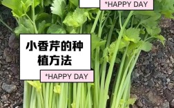 小芹菜夏季种植如何防热保高产？