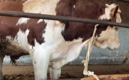 四川凉山牛是哪个独特品种？