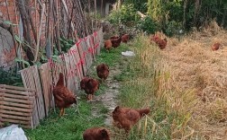 哪里能下载养鸡技术大全视频？