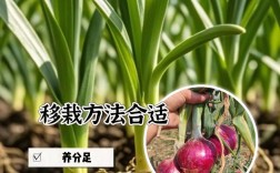 洋葱高产栽培技术方法