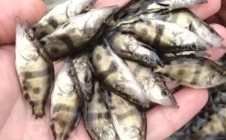 洛阳水产养殖主要品种有哪些？