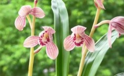 建兰最香的品种是哪个？