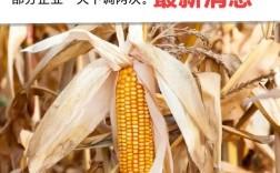 延安玉米现在什么价格