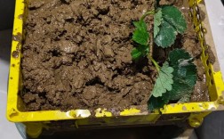 日本草莓种植技术视频，核心秘诀有哪些？