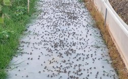 蟾蜍养殖技术关键点有哪些？