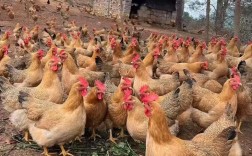 中国最大最重土鸡品种有多重？