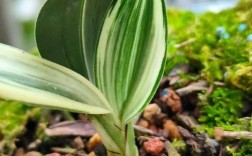 兔耳兰花有哪些常见品种？