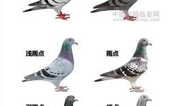 种鸽属于哪个品种？