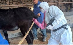 哪里能下载养驴技术相关视频？