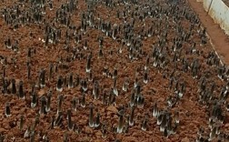 黑皮鸡枞菌大棚栽培技术要点有哪些？