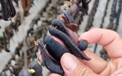 2025年蚂蟥养殖价格会涨还是跌？