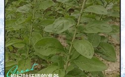 枸杞嫩枝扦插技术视频怎么学？