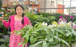 花卉养殖技术有哪些关键要点？