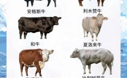 牛品种质量怎么选？