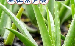 芦荟品种这么多，哪种适合你？
