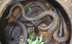 越南水律蛇品种视频6