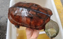 安徽大头草龟养殖技术有哪些关键要点？